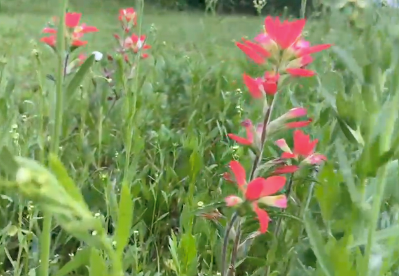 flower.png