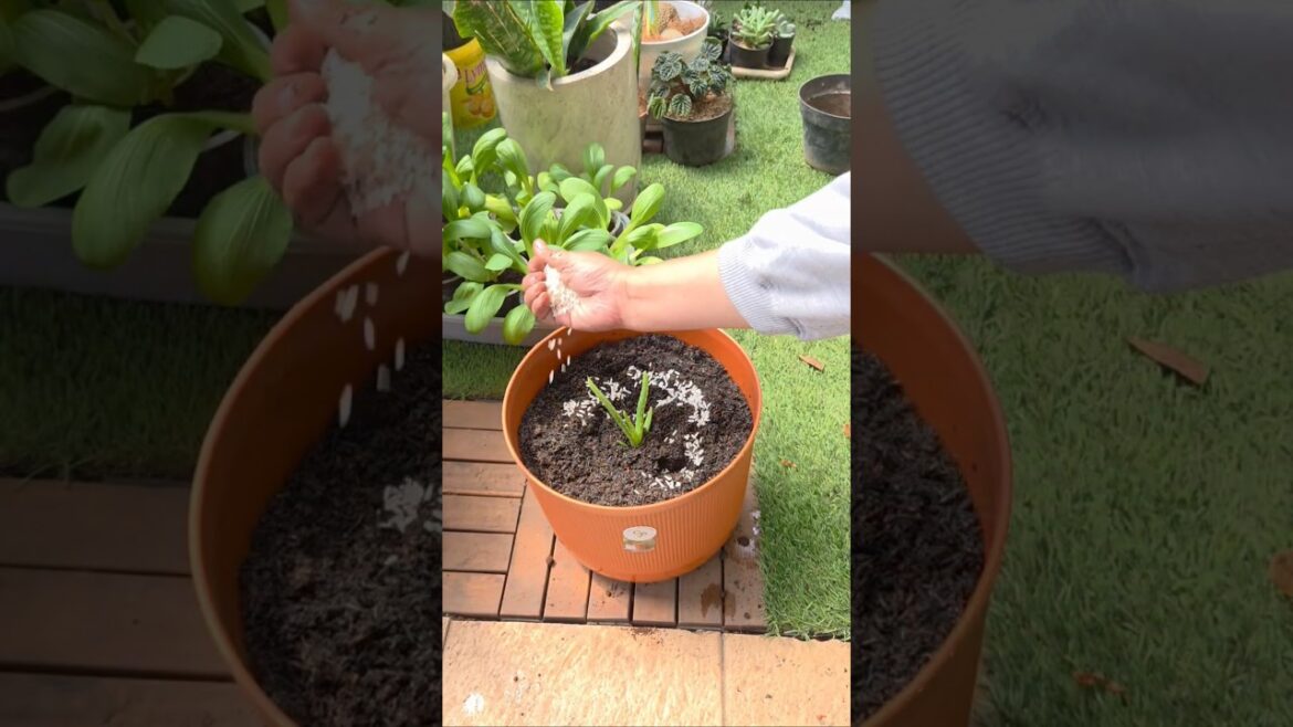 Don’t plant Aloe Vera without THIS! #satisfying #fyp Don't plant Aloe Vera without THIS! #satisfying #fyp