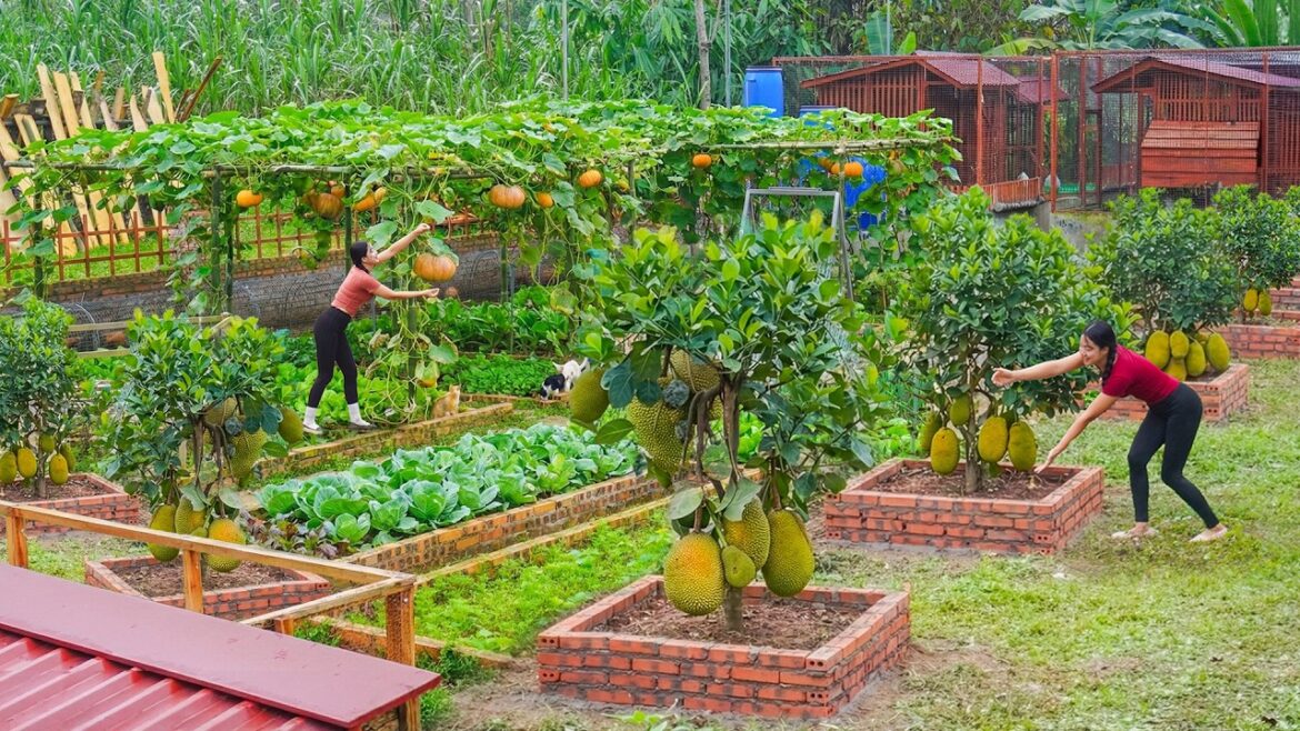 Full Video: 75-Days Technique Growing Jackfruit Trees, Pumpkin - Journey of Growing Clean Vegetables