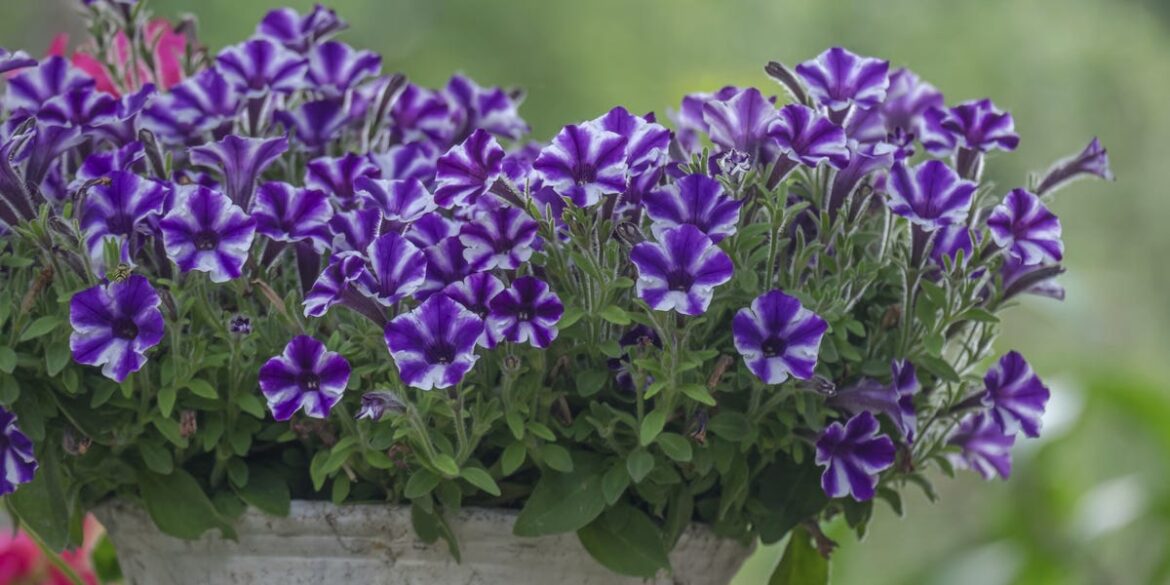 7 Best Annuals to Plant Right Now for Nonstop Blooms 7 Best Annuals to Plant Right Now for Nonstop Blooms
