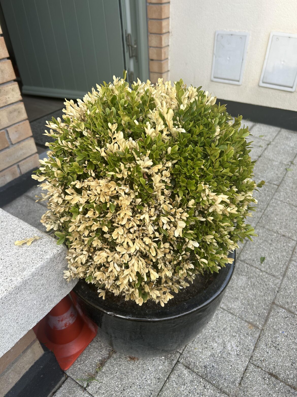 Does this plant need more water or something else?