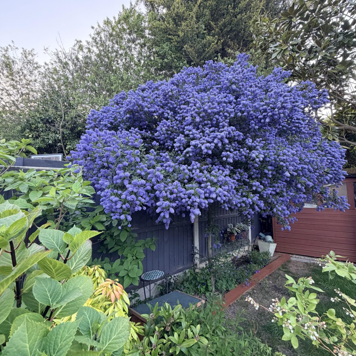 Ceanothus doesn’t get enough credit for its beauty. Sharing this little joyful tree before the flowering season is over