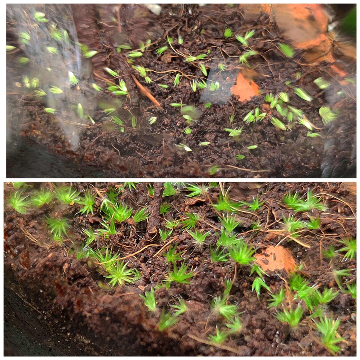 Starmoss babies 9 day update.