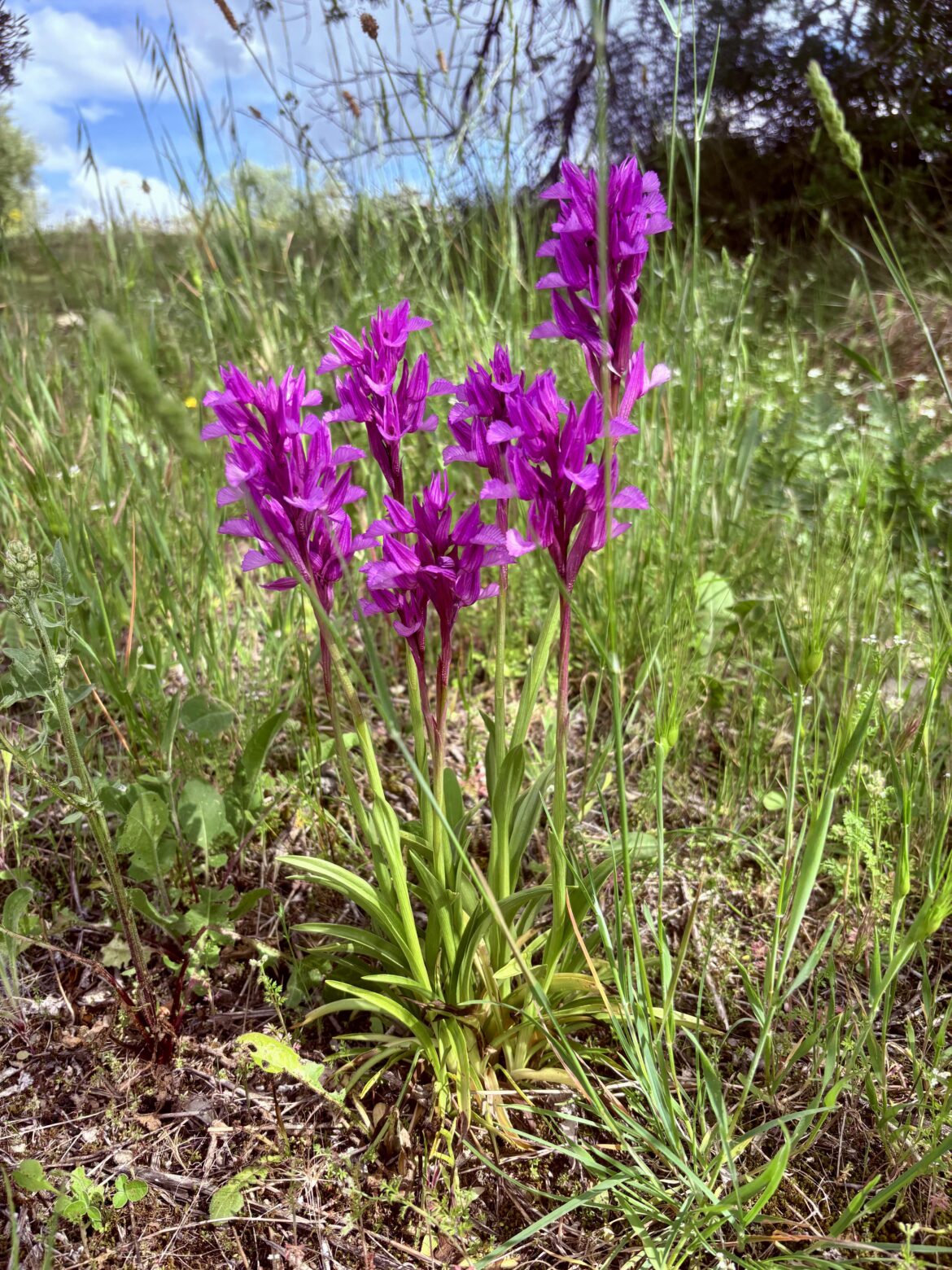 Spring wildflowers