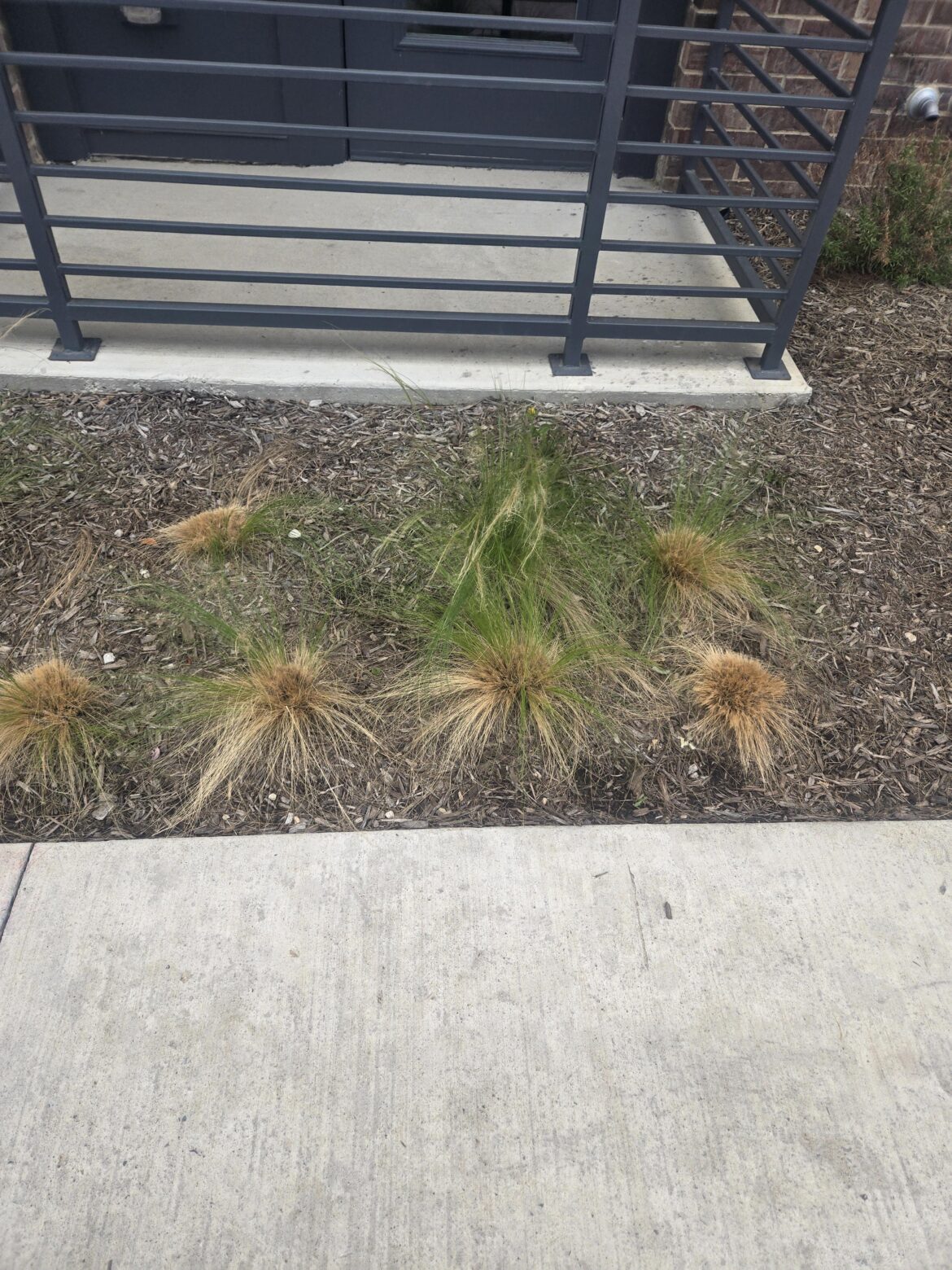 I think my dog is allergic to this?