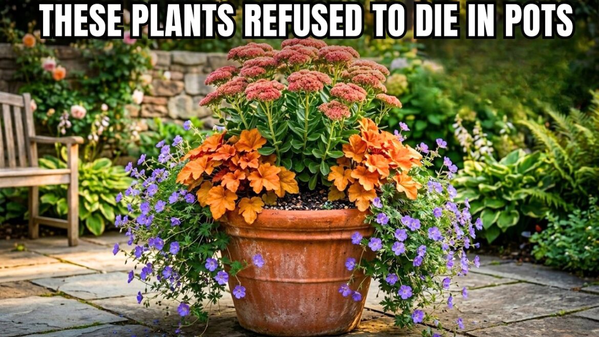 9 LAZY PERENNIALS That Thrive in Pots (No Maintenance Container Gardening) 9 LAZY PERENNIALS That Thrive in Pots (No Maintenance Container Gardening)