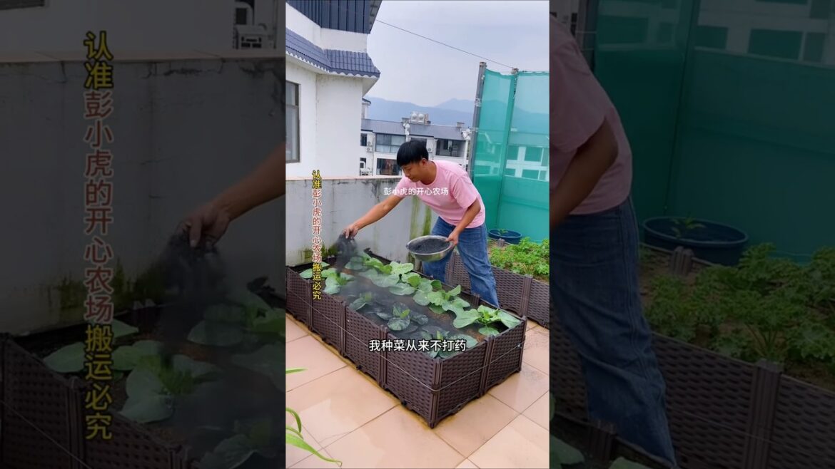 All-purpose fertilizer for vegetable gardening #wood ash #gardeningExcellentInnovationPlan #garden