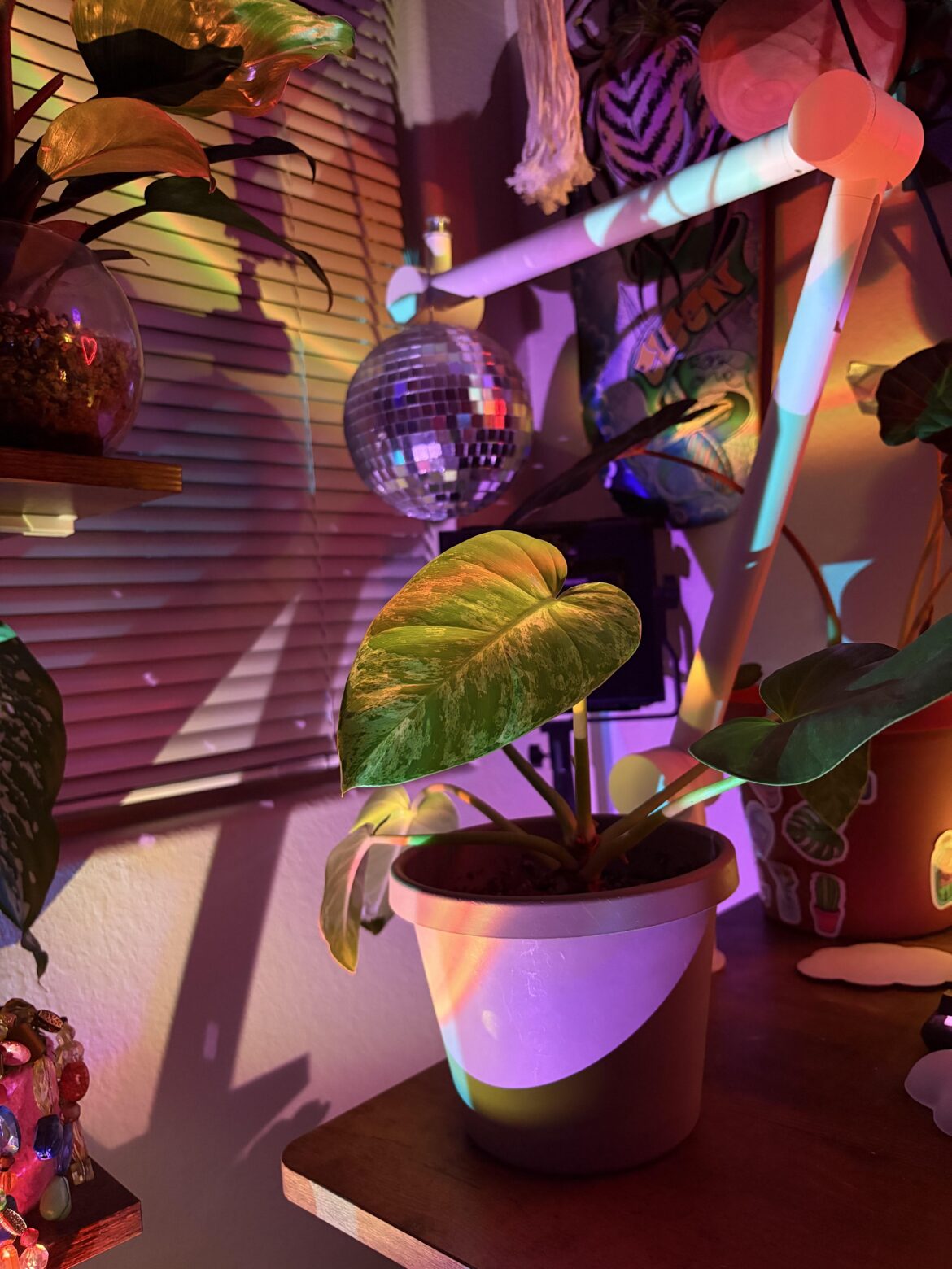 I thought this was a flattering photo of my beautiful plant