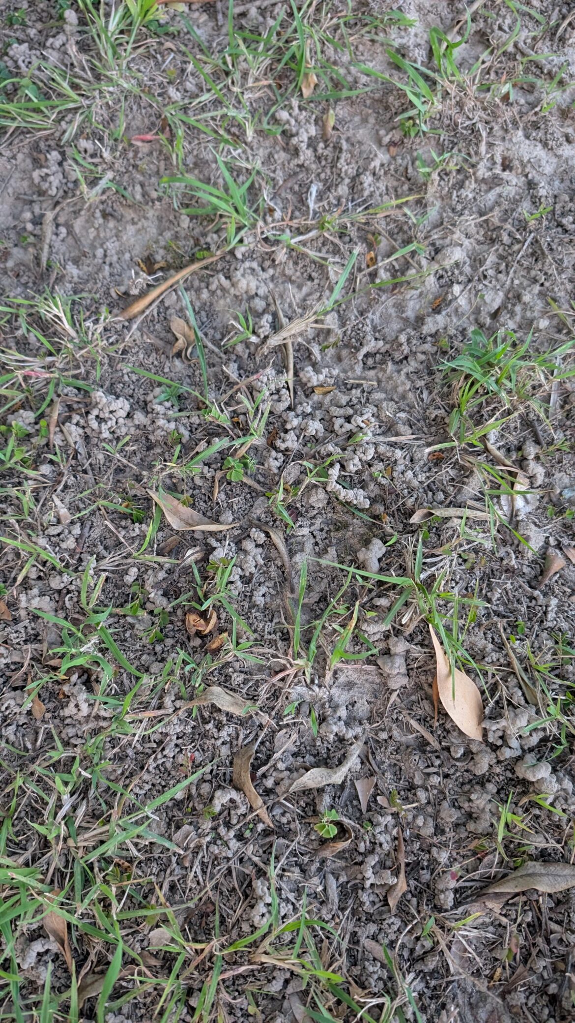 What makes the soil look like this?