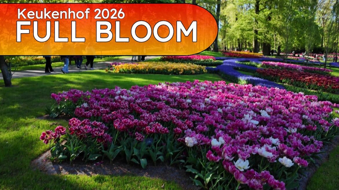 Keukenhof FULL BLOOM 2026 π· Best Day to Visit! 4K Walk Keukenhof FULL BLOOM 2026 π· Best Day to Visit! 4K Walk