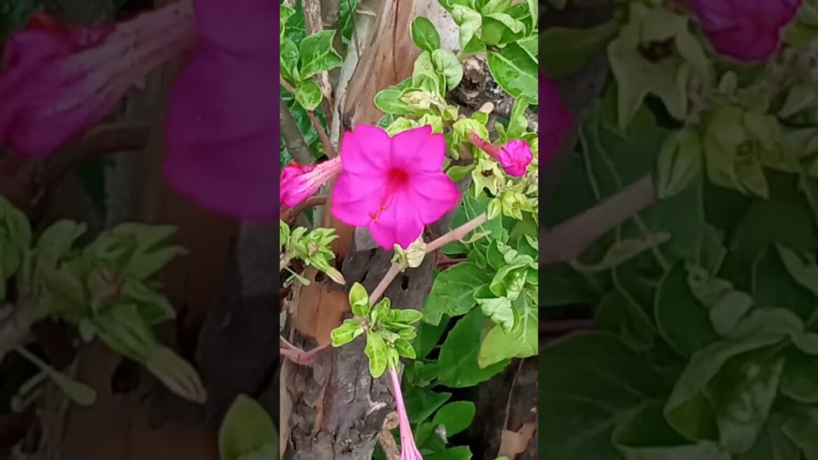 #nature #flowers #flowergarden #gardendesign #flowerplanting #gardenplants