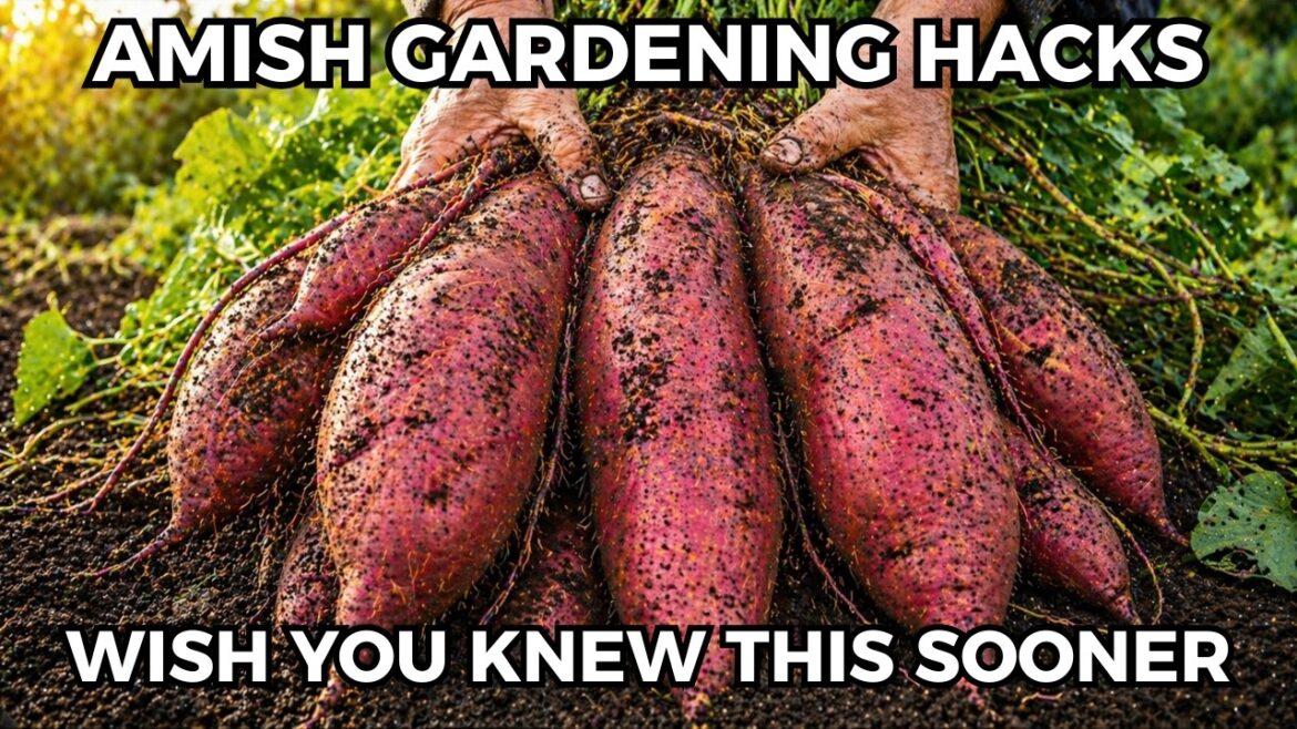 13 Easy Amish Vegetable Gardening Hacks to Double Your Harvest With Half the Work 13 Easy Amish Vegetable Gardening Hacks to Double Your Harvest With Half the Work