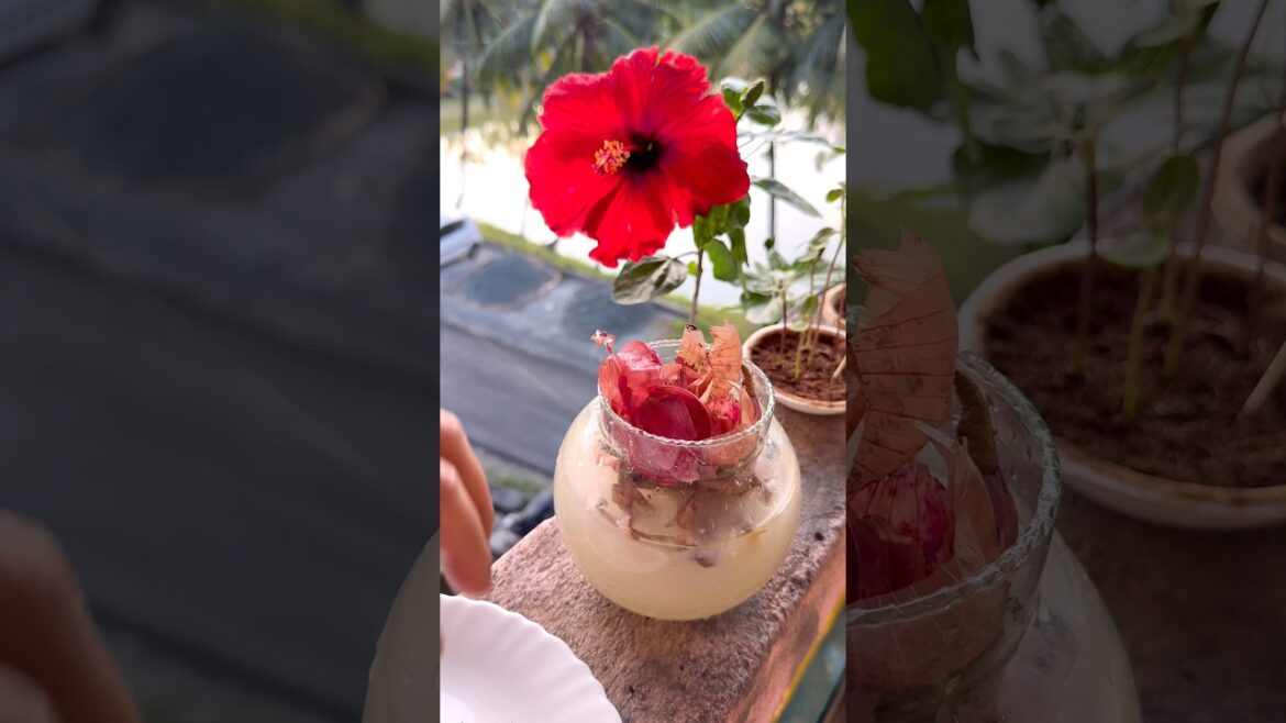 No Eggshell? Try This FREE Fertilizer for Crazy Blooms! ๐ธ #garden #plants #gardening No Eggshell? Try This FREE Fertilizer for Crazy Blooms! ๐ธ #garden #plants #gardening