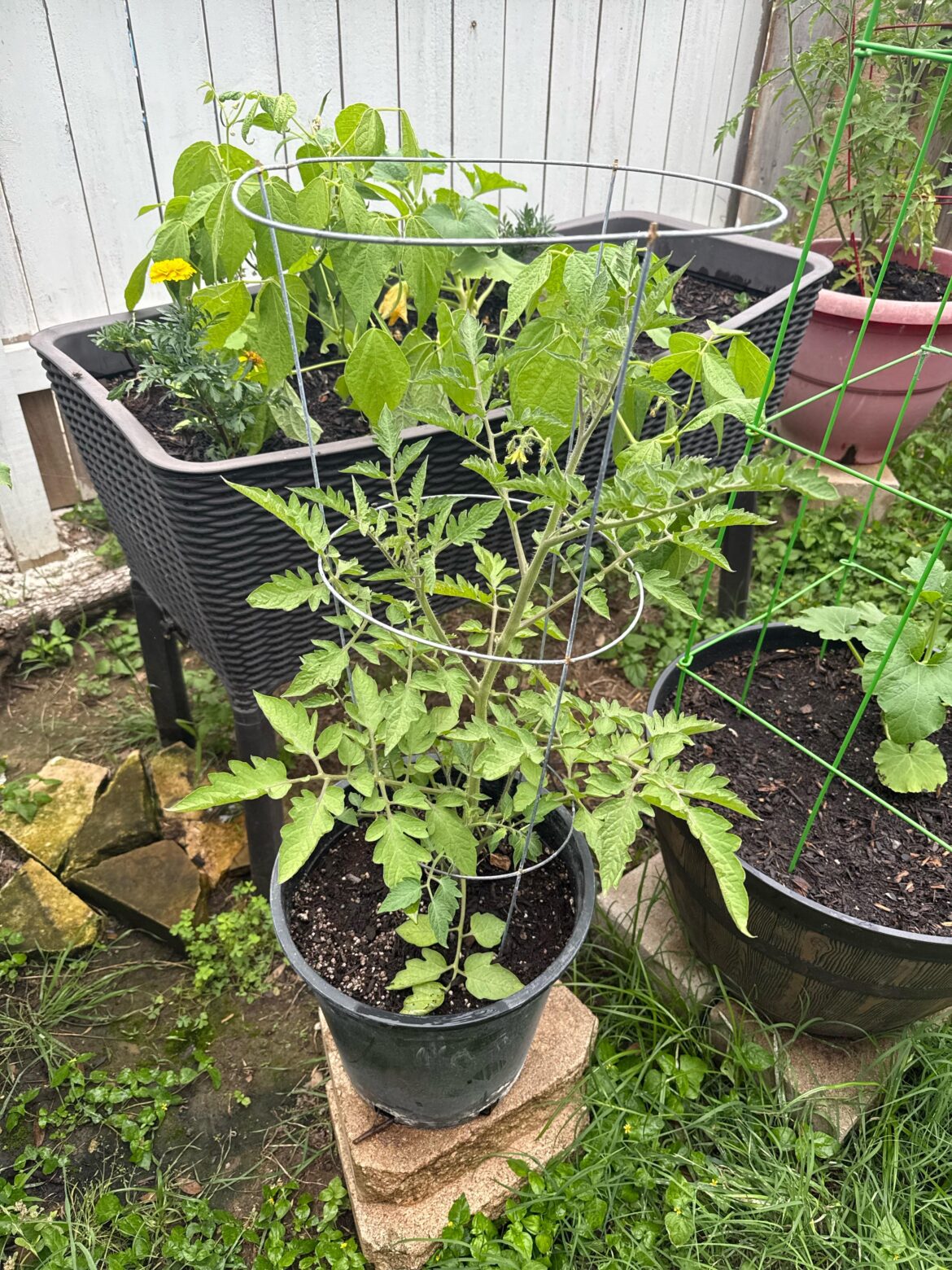 Too late to repot?