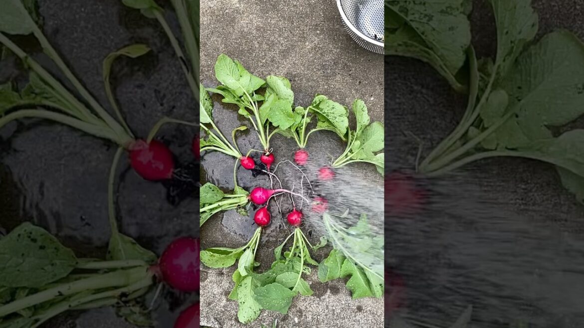 Harvest #harvesttime #gardening #radish #peas #growvegetables #gardenlife #gardeningtips #ytviral