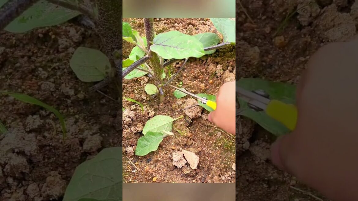 Eggplant pruning technique that actually works #gardening #satisfying