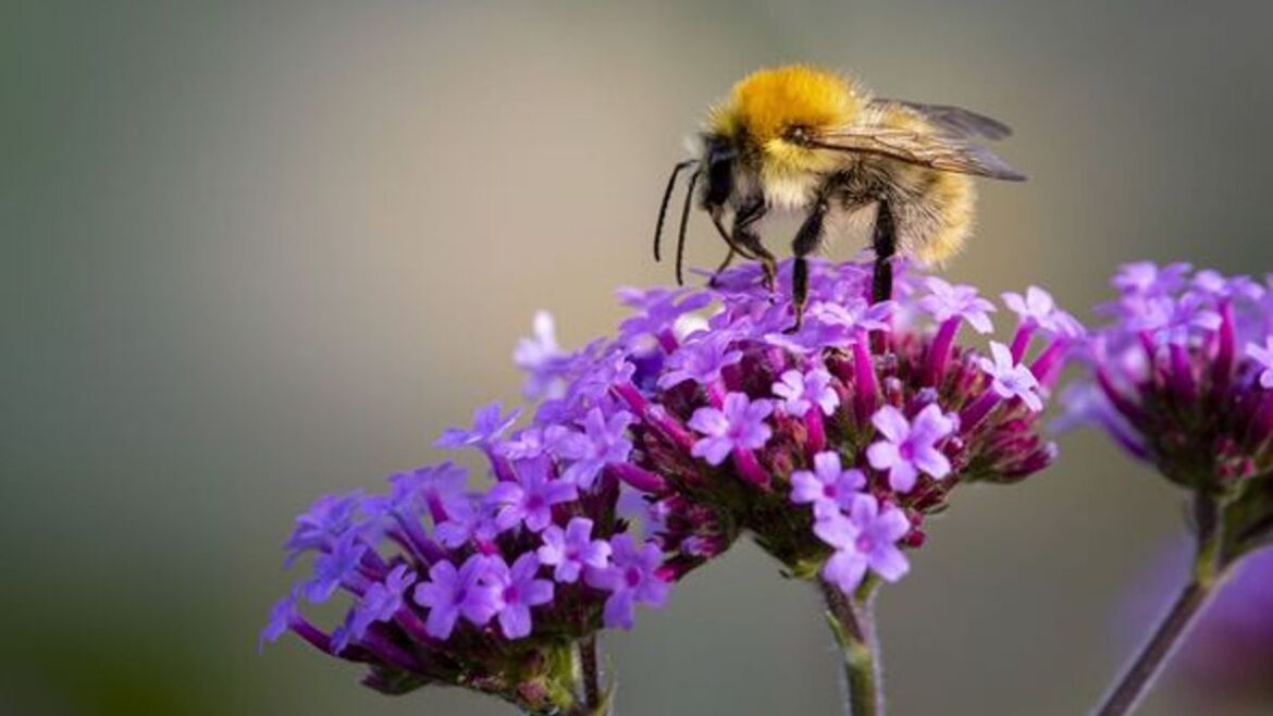 Bees and butterflies ‘will be attracted to your garden’ with 3 plants Wales Online