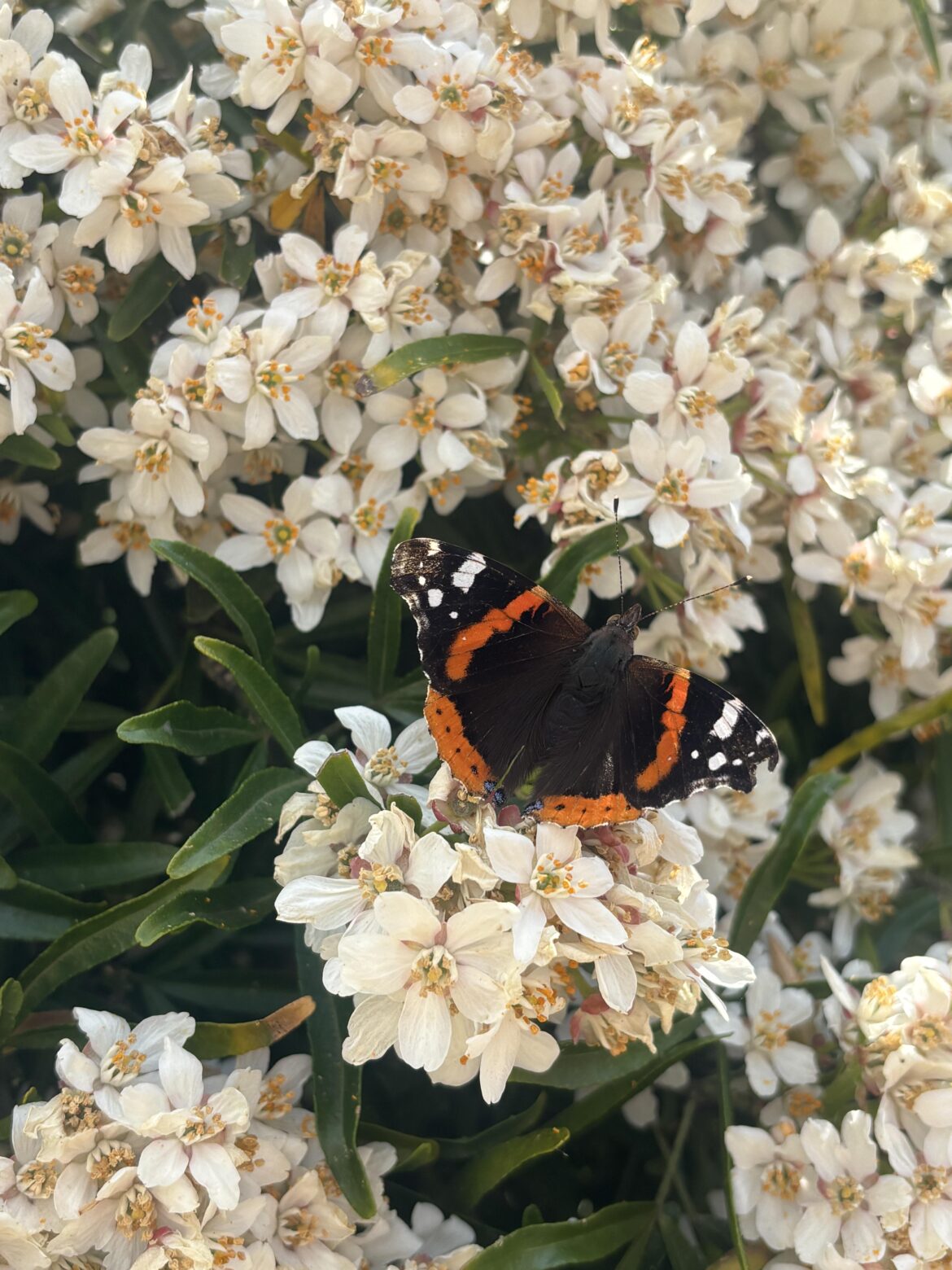 I plant for the insects