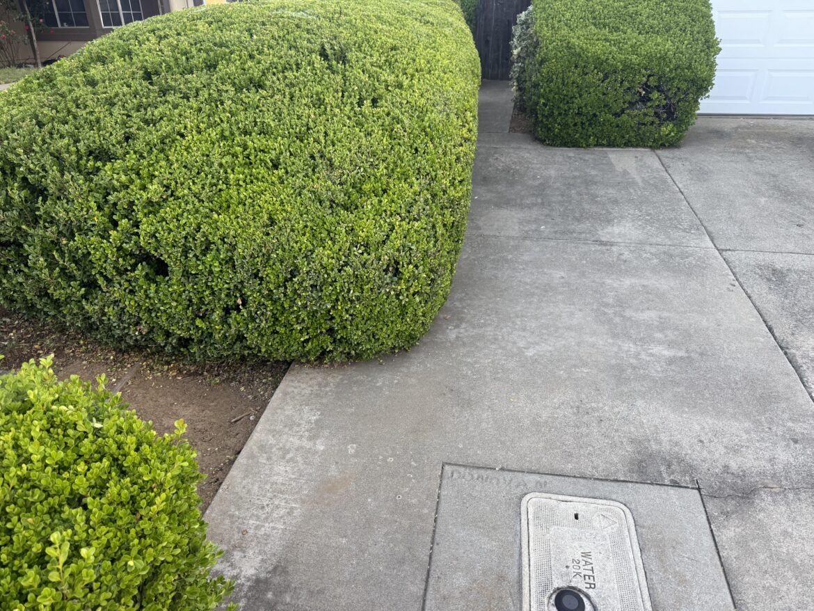 Dealing with overgrown hedges Dealing with overgrown hedges