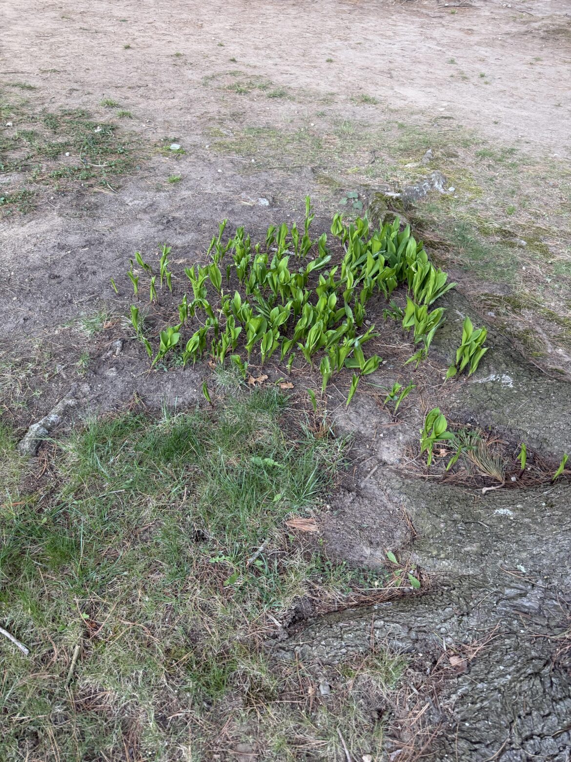 Is this a normal plant or something to be concerned with?