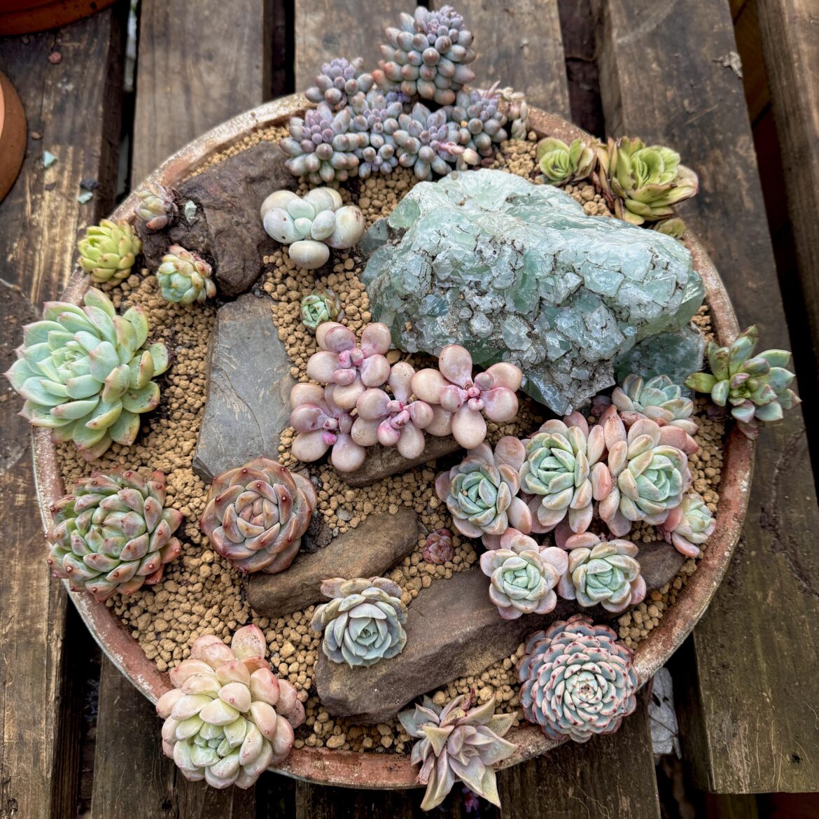Another go at arranging some succulents
