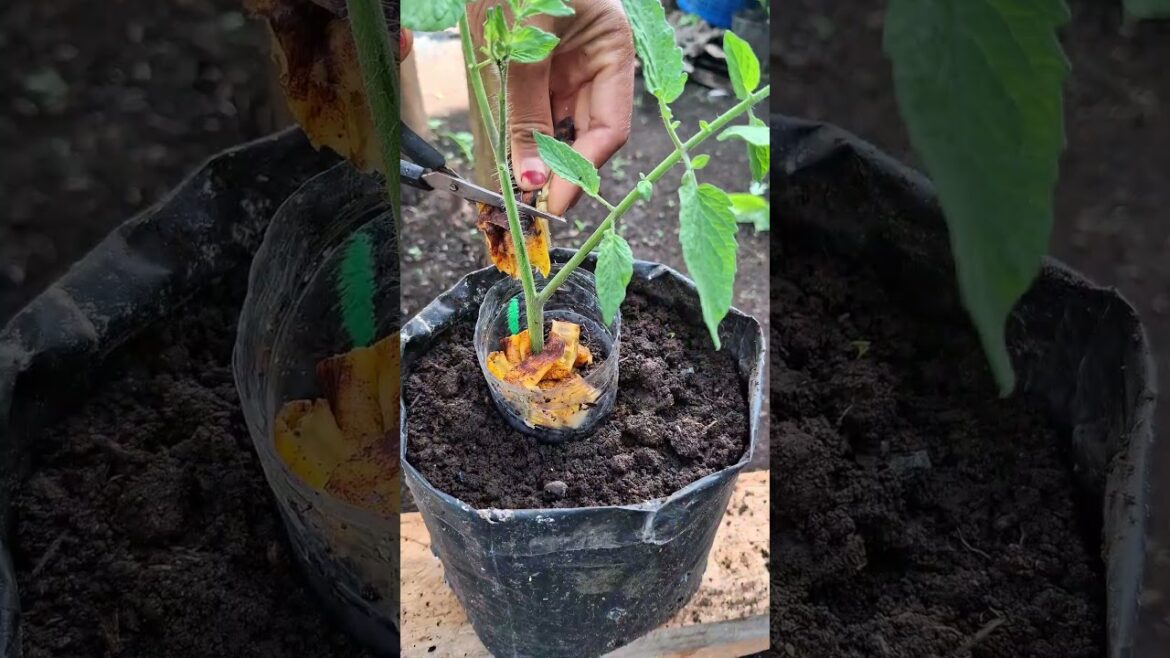 Simple tips on how to care for tomato plants using used bottles and banana peels. #gardening Simple tips on how to care for tomato plants using used bottles and banana peels. #gardening