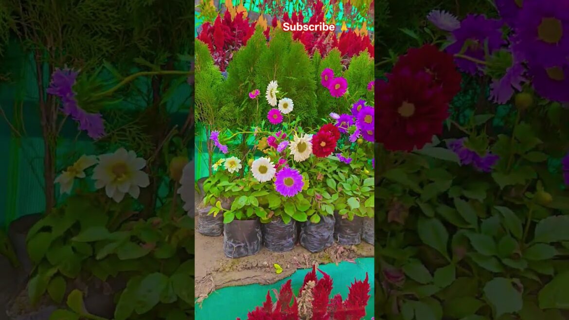 Natural Beauty #garden #gardening #flowers #nursery #UpdateGardening #chadbagan Natural Beauty #garden #gardening #flowers #nursery #UpdateGardening #chadbagan