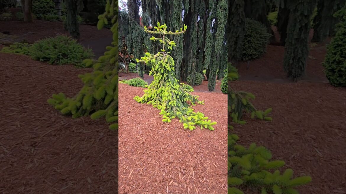 Picea abies ‘Gold Drift’ #gardening #conifers #design #landscaping #gardendesign #oregon Picea abies 'Gold Drift' #gardening #conifers #design #landscaping #gardendesign #oregon