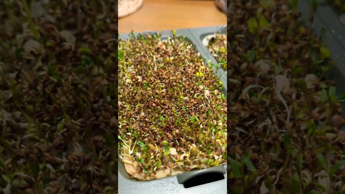 Tiny edible forest 🌱