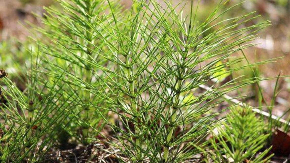 Gardeners always make same mistake with weed that ‘refuses to die’ Liverpool Echo