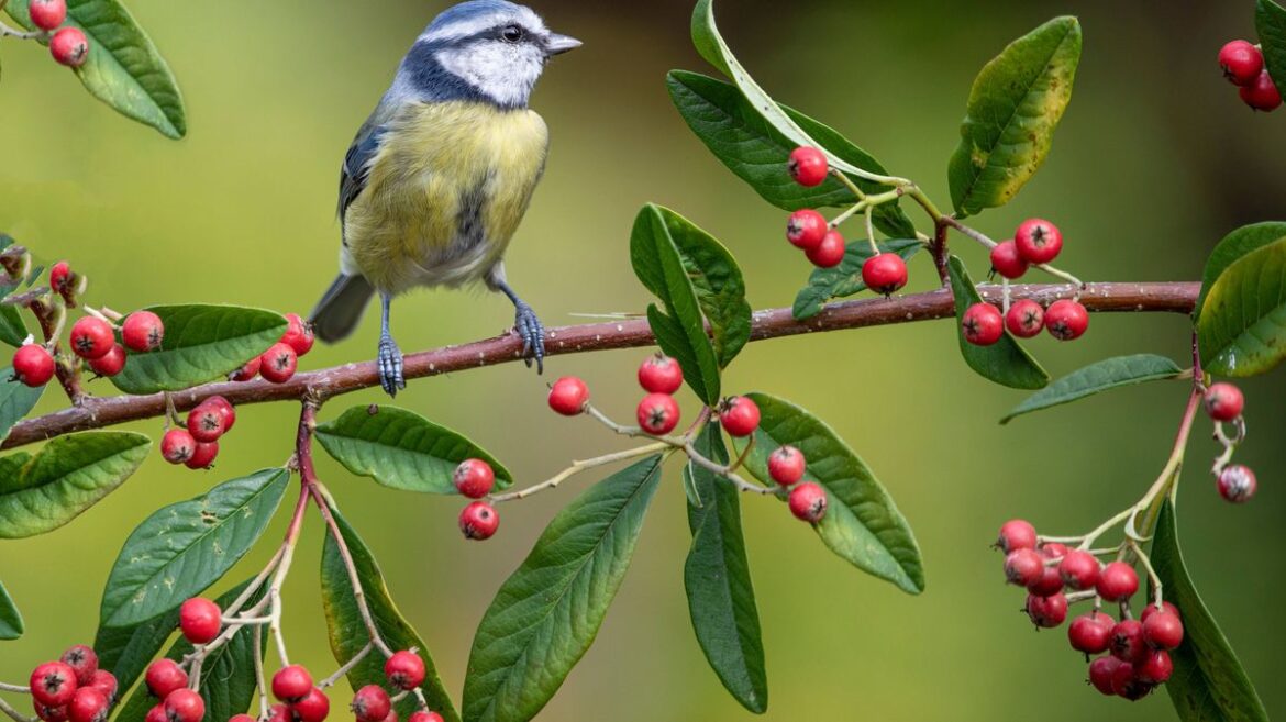 Blue tits flocked to my garden when I made one simple change Wales Online