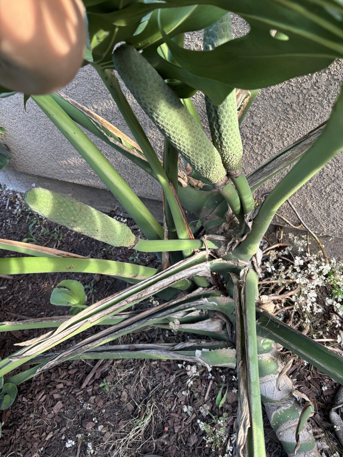 Monstera fruit!!