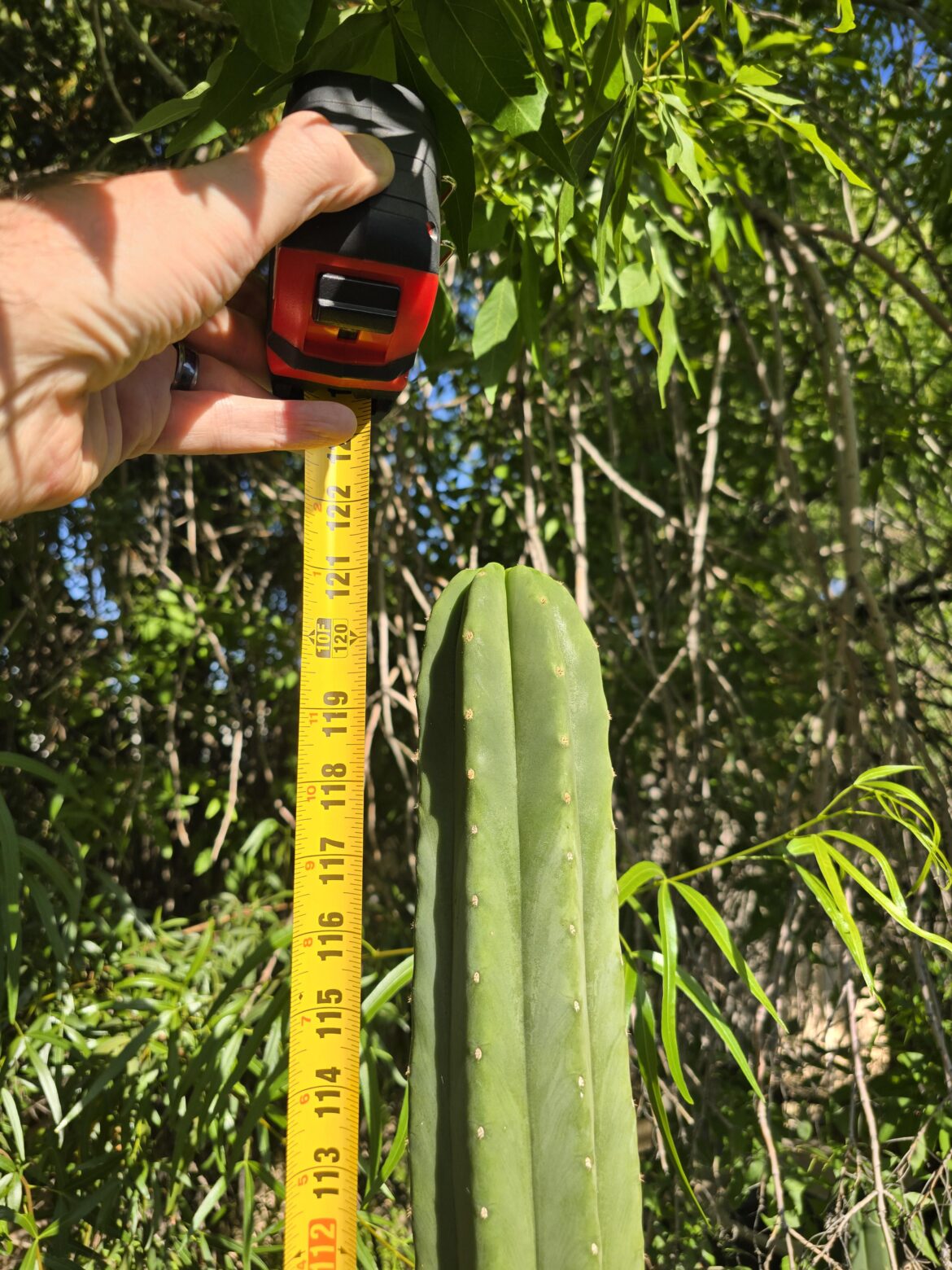 Broke the 10' mark in the garden. Feels good 😍
