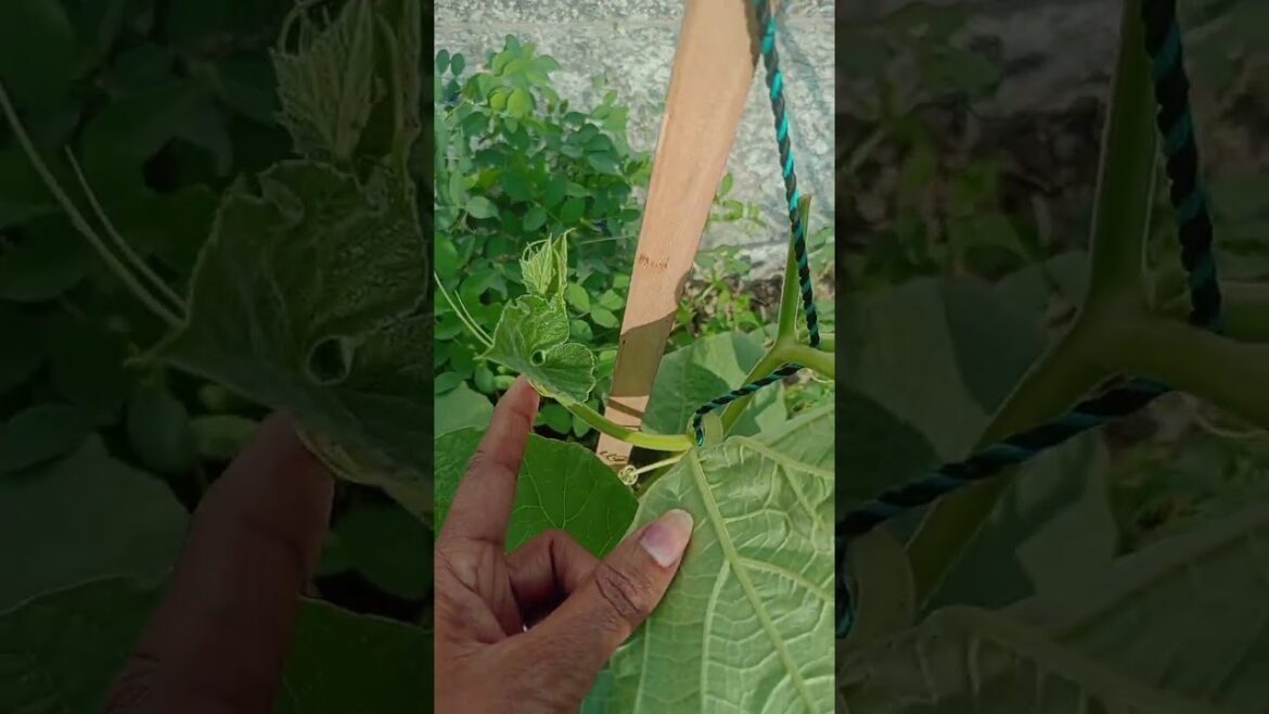 #Loki#vegetable#home#gardening#special#naturally#fresh#trending#suits
