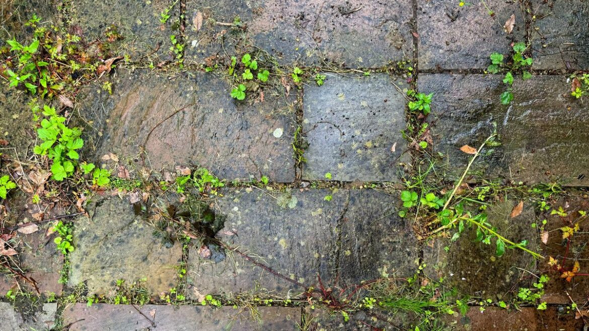 Remove patio moss and stop it from coming back with cheap kitchen item Daily Mirror