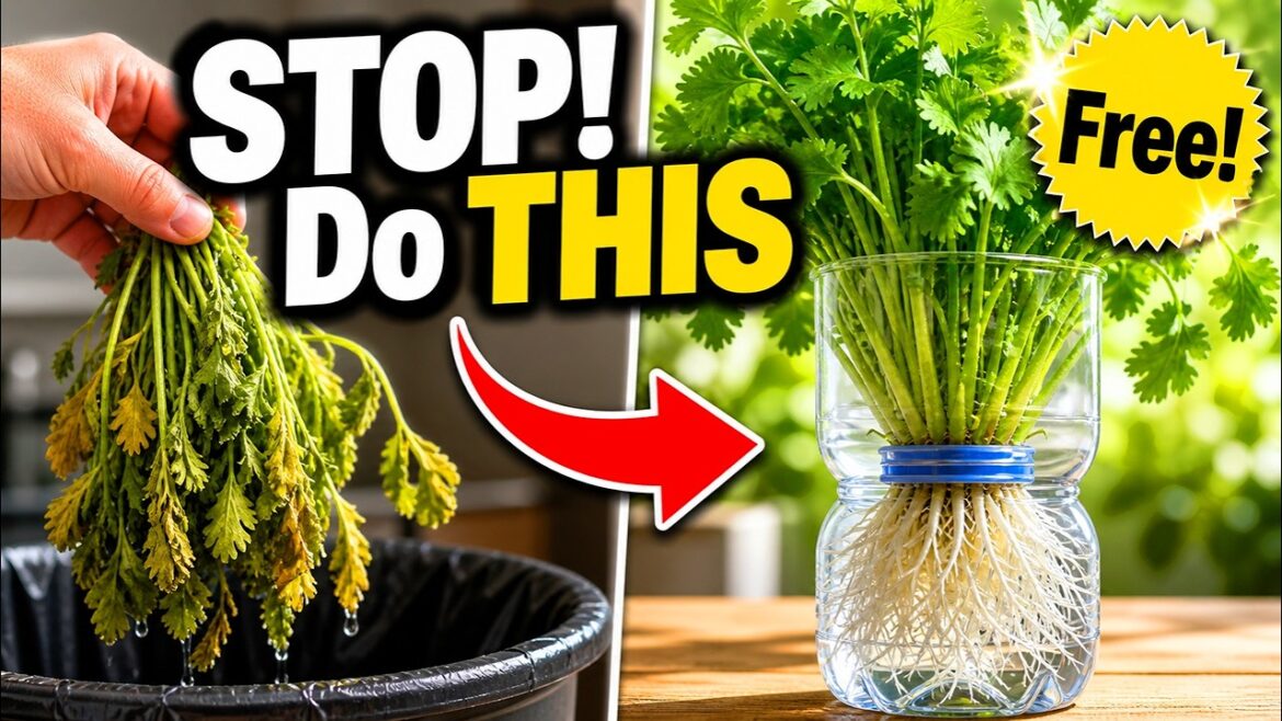 STOP Throwing Cilantro Away! Do THIS Instead | Kitchen To Garden STOP Throwing Cilantro Away! Do THIS Instead | Kitchen To Garden