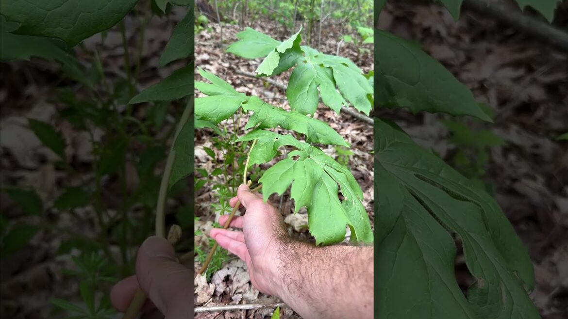 Mayapple/American Mandrake/Ground Lemon