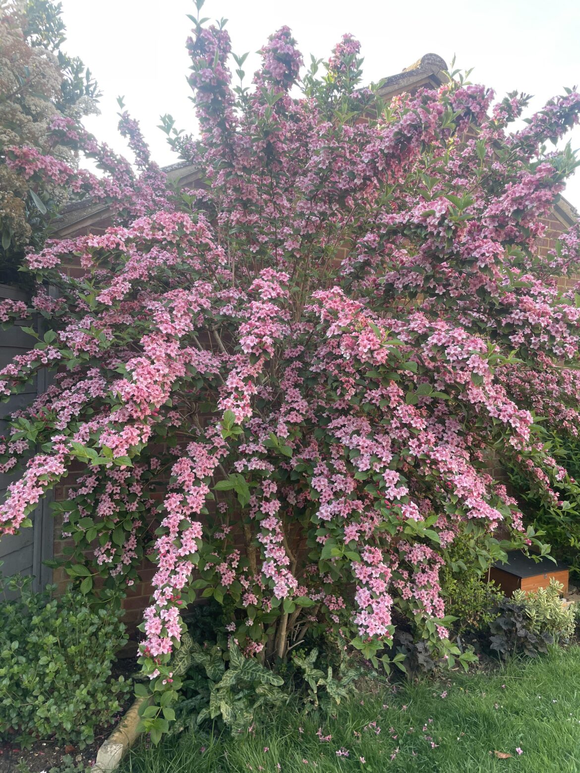Weigela in bloom
