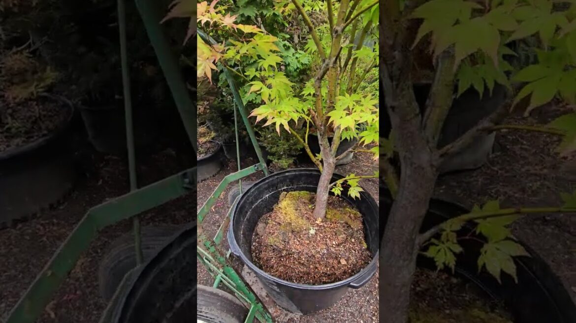 REPOTTING JAPANESE MAPLE 'MISS MAPLE' PART 2 - WATCH MORE  @amazingmaples  CONTAINER GARDENING