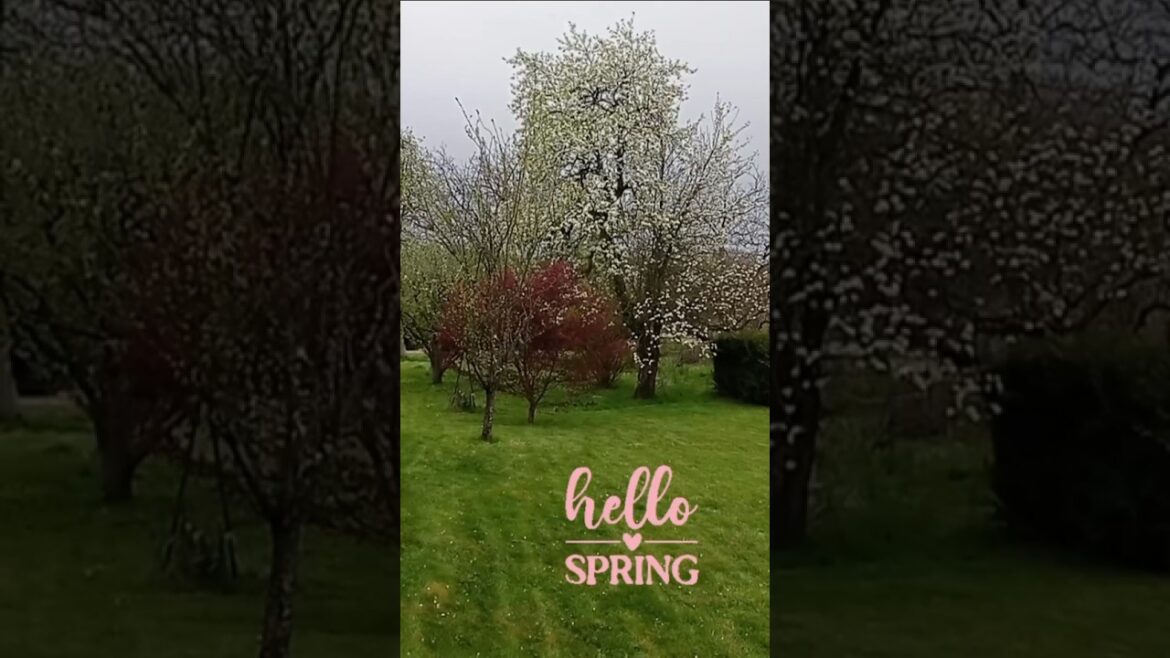 LA NATURE AU PRINTEMPS / ZEN MUSIQUE RELAXATION 🧘  /  Shortlife 148