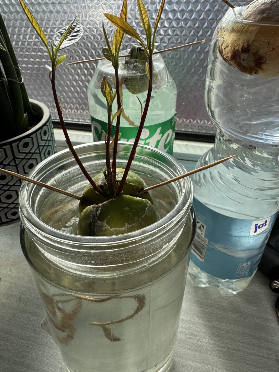 For years I kept planting avocado seeds without expecting much… Today nature surprised me with something I’ve never seen before 🥑🌱 One avocado pit. Five sprouts. 😳