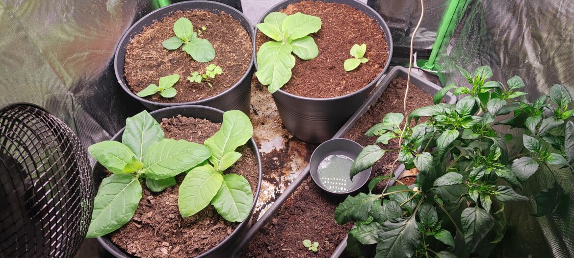 Growing my own nicotinnia tabacum. Growing my own nicotinnia tabacum.