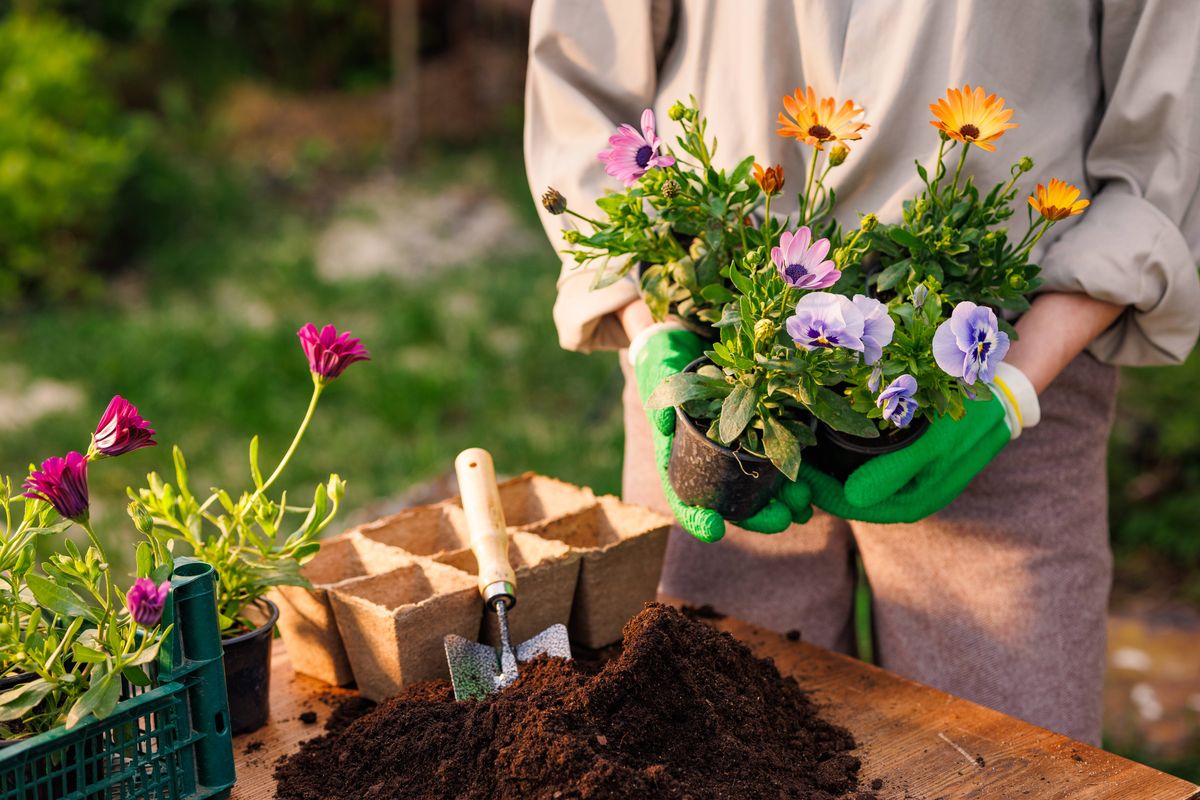 gardener plants flowers in the garden