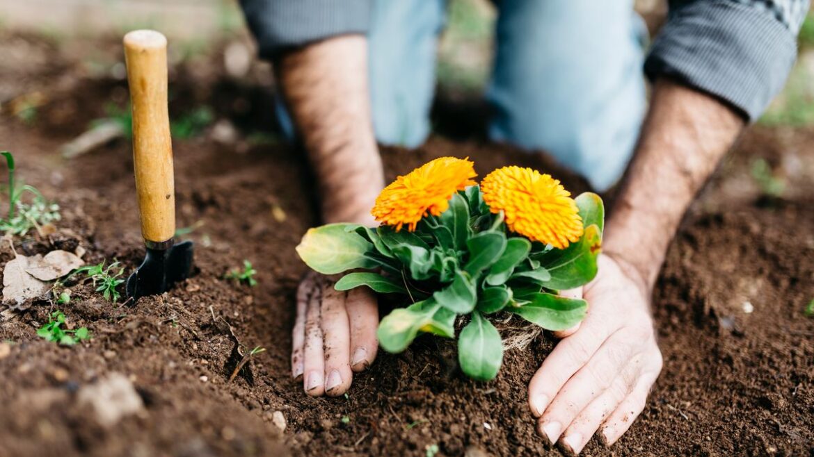 Gardeners told ‘hold off longer’ as one mistake could make plants ‘keel over and die’ Liverpool Echo