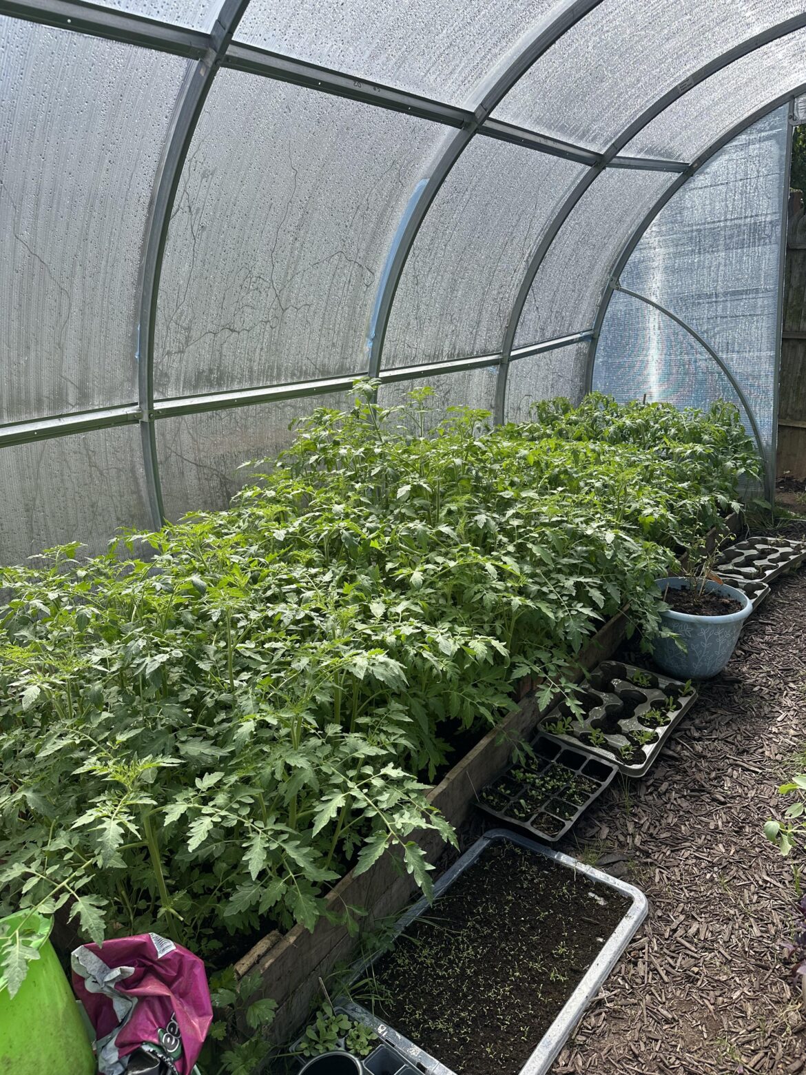 I underestimated just how bushy tomato plants get 😂