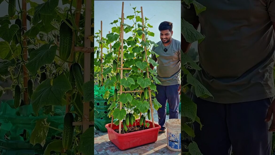 Grow Cucumbers on Rooftop in Containers | High Yield Garden Setup#cucumber #growcucumbers Grow Cucumbers on Rooftop in Containers | High Yield Garden Setup#cucumber #growcucumbers