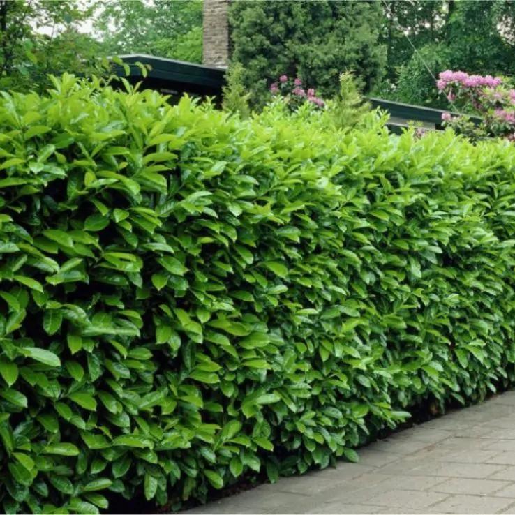 Laurel Hedging - Prunus laurocerasus - Pack of 10 Cherry Laurel Plants