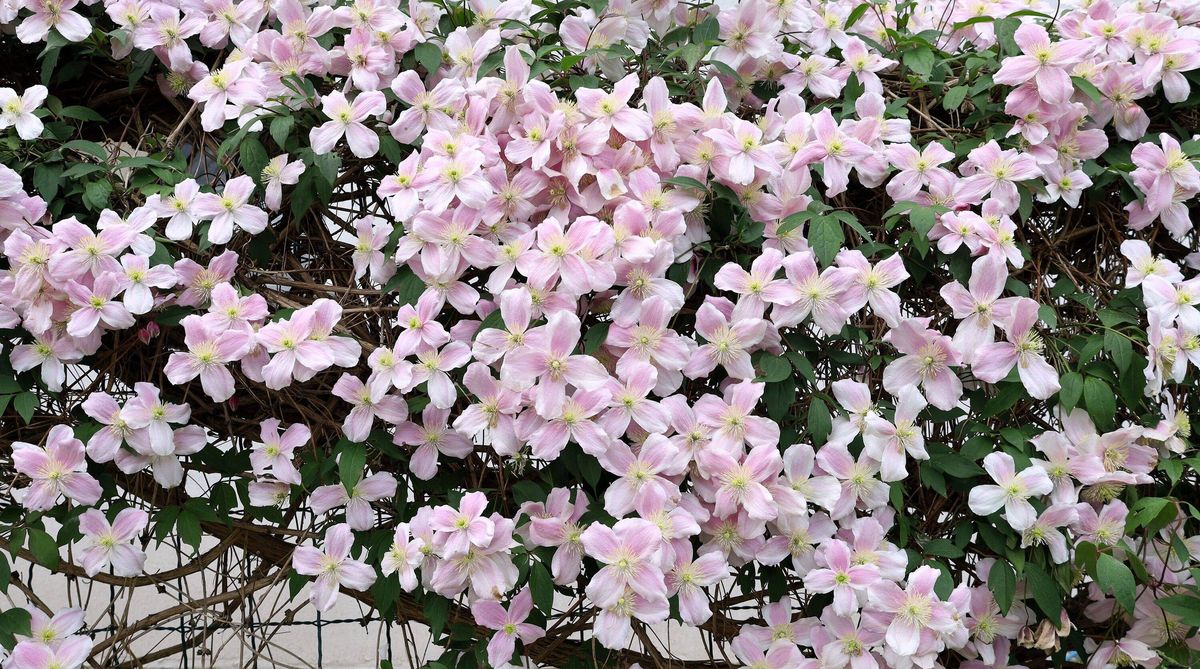 Flowering pink and white Clematis montana in springtime.