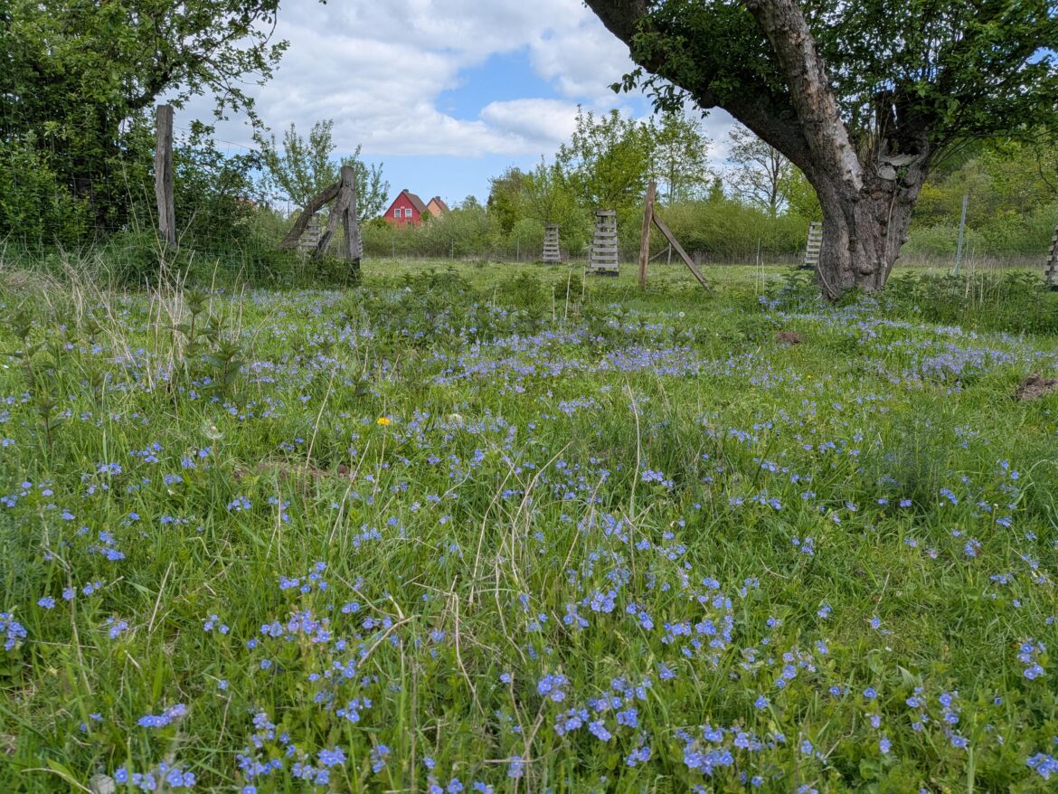Why have a lawn, when you can have a meadow