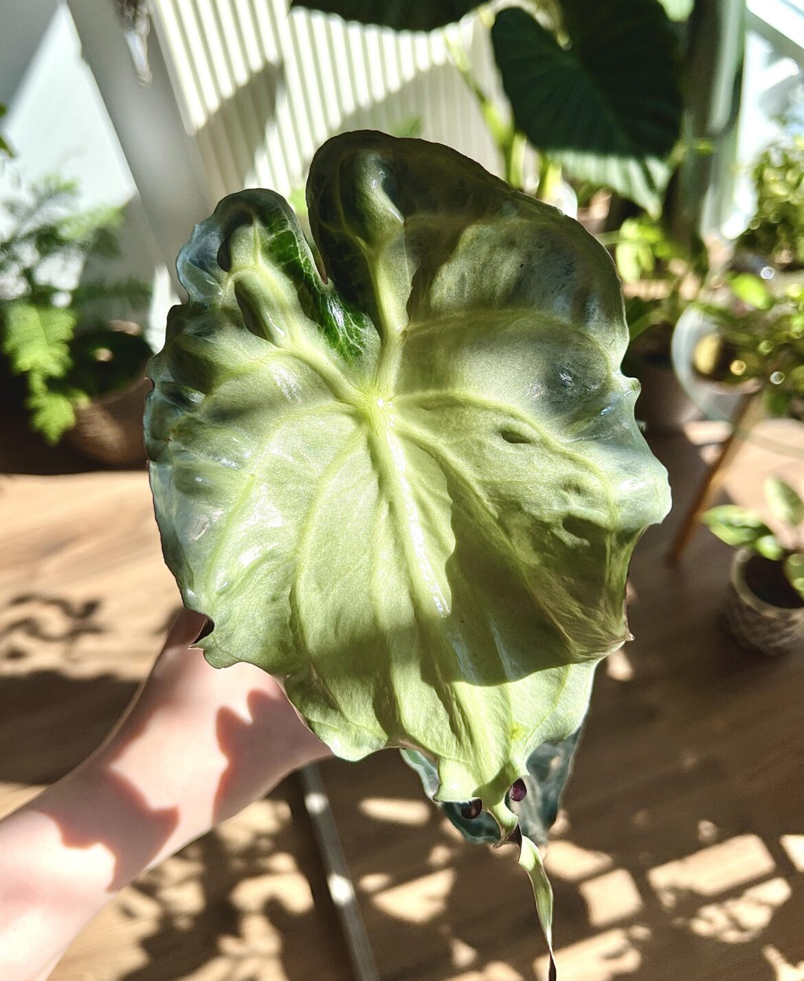 meet The Leaf! alocasia venom 🐍